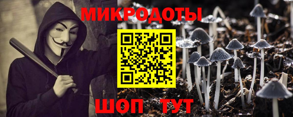 Псилоцибиновые грибы Psilocybine cubensis Северобайкальск